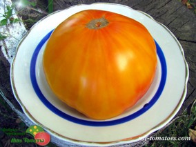 ANAWINE (АНАВАЙН)