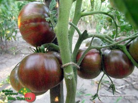 BLOOD MOON (КРОВАВАЯ ЛУНА)