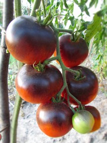 BLUE ANGEL (ГОЛУБОЙ АНГЕЛ)