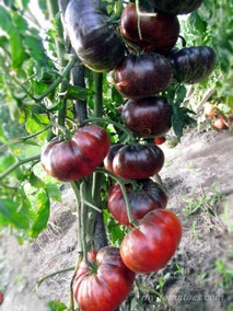 BLUE DUTCHMAN (ГОЛУБОЙ ГОЛЛАНДЕЦ)