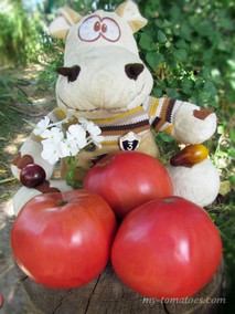 БАБУШКИНО БЫЧЬЕ СЕРДЦЕ