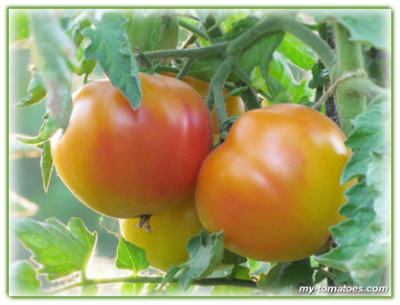 фото плодов на кусту томата Bicolor Polish Pastel