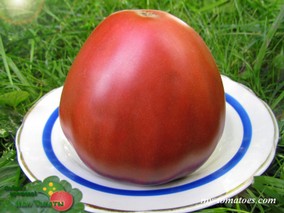 БЫЧОК ЧЕРНЫЙ