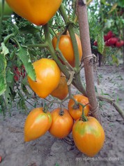 CLEOTA YELLOW (КЛЕОТА ЖЁЛТАЯ)