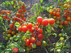CHERRY FALLS (ВИШНЕВЫЙ ВОДОПАД).
