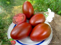 DWARF AUSSIE DROP (ГНОМ АВСТРАЛИЙСКАЯ КАПЛЯ)