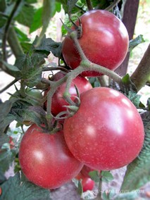 DWARF MARY’S CHERRY (ГНОМ ВИШНИ МЭРИ)