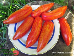 DWARF PEPPER LIKE STRIPED (ГНОМ ПЕРЦЕВИДНЫЙ ПОЛОСАТЫЙ)