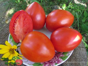 DWARF SNEAKY SAUCE (ГНОМ СНИКИ СОУС)