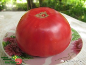 Dr.DESTER (ДОКТОР ДЕСТЕР)