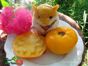 DWARF BANKSIA QUEEN (ГНОМ КОРОЛЕВА БАНКСИЯ)