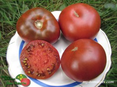 DWARF CHOCOLATE CHAMPION (ГНОМ ШОКОЛАДНЫЙ ЧЕМПИОН)