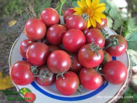 DWARF CONTROVERSY (ГНОМ ПРОТИВОРЕЧИЯ)