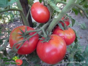 DWARF COORONG PINK (КУРОНГ ПИНК)
