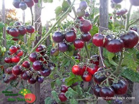 LITTLE RED CORVETTE DWARF (ГНОМ МАЛЕНЬКИЙ КРАСНЫЙ КОРВЕТ)