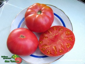 DWARF PINK LIVIJA (ГНОМ РОЗОВАЯ ЛИВИЯ)