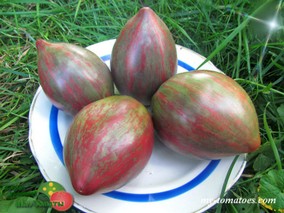 DWARF PURPLE HEARTTHROB (ГНОМ ПУРПУРНЫЙ СЕРДЦЕЕД)