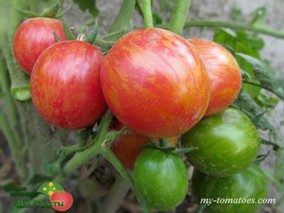 DWARF RASPBERRY BERET (ГНОМ МАЛИНОВЫЙ БЕРЕТ)