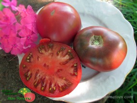 DWARF ROZELLA PURPLE (ГНОМ РОЗЕЛЛА ПУРПУРНАЯ)