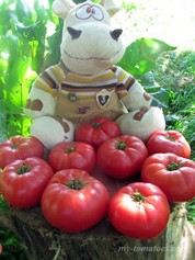 DWARF SNAKEBITE (ГНОМ УКУС ЗМЕИ)