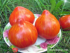 DWARF SPECKLED HEART (ГНОМ ПЁСТРОЕ СЕРДЦЕ)