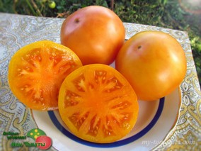 DWARF TANAGER (ГНОМ ТАНАГЕР)