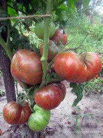 TENNESSEE SUITED (ТЕННЕССИ СЬЮТЕД)