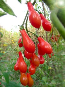 ELF TEARS (СЛЁЗЫ ЭЛЬФА)