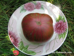 FRED'S TIE DYE (ТАЙ ДАЙ ФРЕДА)