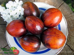 GARGAMELLA PICASSO STRIPED Dwarf (ГАРГАМЕЛЛА ПИКАСО ПОЛОСАТЫЙ ГНОМ)