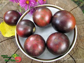 GONDWANA LAVA DWARF (ГНОМ ГОНДВАНА ЛАВА)