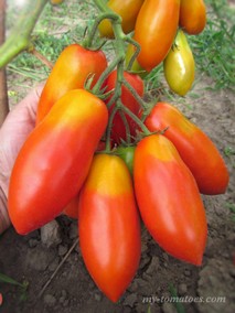 ГАВАНСКАЯ СИГАРА