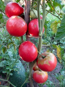 GERMAN QUEEN (НЕМЕЦКАЯ КОРОЛЕВА)