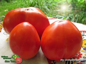 GIANT OF SIEBENBURGEN (ГИГАНТ ЗИБЕНБУРГЕНА)