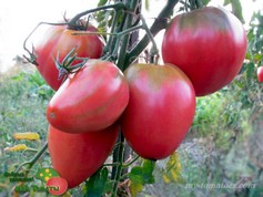 GIGANTE BUONO DI ALESSANDRO (ДОБРЫЙ ВЕЛИКАН АЛЕССАНДРО)