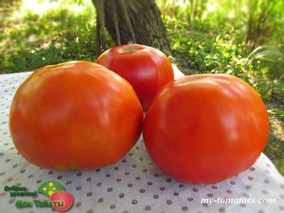 GIGANTE DEL RE (ГИГАНТ ДЕЛЬ РЕ)