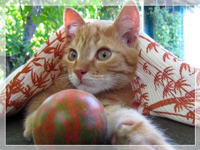 фото моего кота Капучино-2