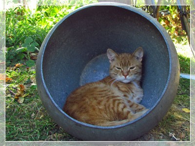 фото моего кота Капучино-3