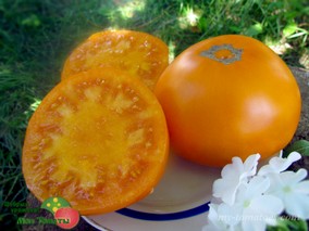 ЯНТАРНЫЙ МЁД