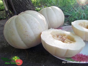Дыня KIKU CHRYSANTHEMUM (ДЫНЯ КИКУ ХРИЗАНТЕМА)