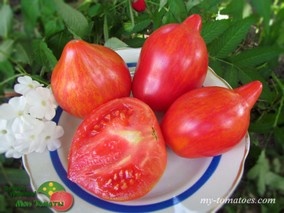 KOZULA 96 (КОЗУЛА 96)