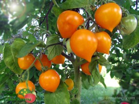 LIL' PEEPS Micro Dwarf Tomato (ЛИЛ ПИПС)