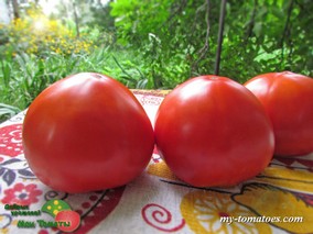 ЛИПЕЦКИЙ КРАСНЫЙ КРУПНЫЙ