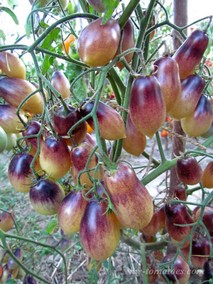 MÄRCHENENGEL (СКАЗОЧНЫЙ АНГЕЛ)