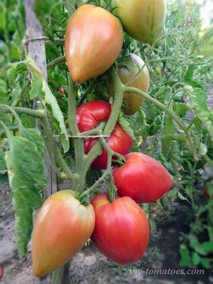 МИНУСИНСКОЕ СЕРЦЕ  /СЕРДЦЕ МИНУСИНСКА