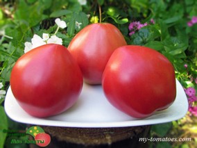 МИНУСИНСКИЕ БЫЧКИ НОВЫЕ