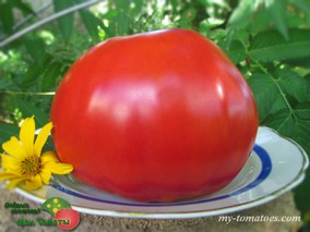 МИНУСИНСКИЙ ГИГАНТ