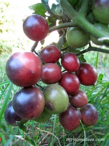 MOCHA'S CHERRY DWARF (ГНОМ ВИШНЯ МОККО, ГНОМ ЧЕРРИ МОККО)