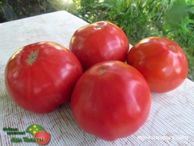 MORADO VEJER DE LA FRONTIERA (МОРАДО ВЕХЕР ДЕ ЛА ФРОНТЕРА)