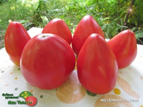 MRS. SCHLAUBAUGH'S FAMOUS STRAWBERRY (ЗНАМЕНИТАЯ КЛУБНИКА МИССИС ШЛАУБАУХ)